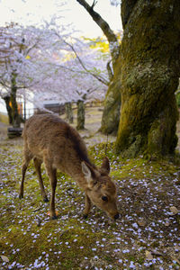 Deer standing on tree trunk