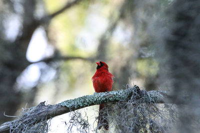 Low angle view of bird perching on branch