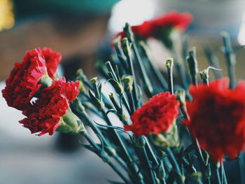 Close-up of red flowering plant