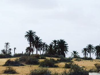 Palm trees on landscape against sky