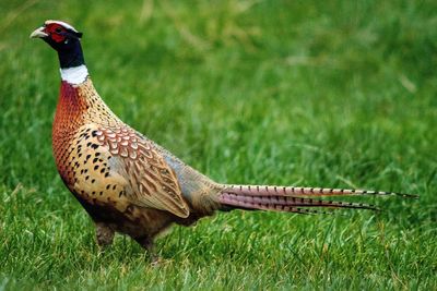 Close-up of pheasant on field