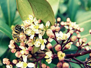 Close-up of insect on flower