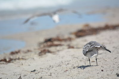 Close-up of a bird on beach