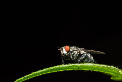 Close-up of housefly on leaf against black background