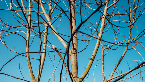 Low angle view of bare tree against blue sky