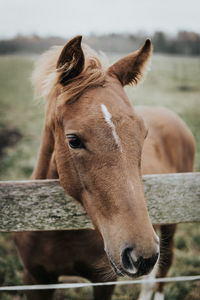 Close-up portrait of horse in ranch