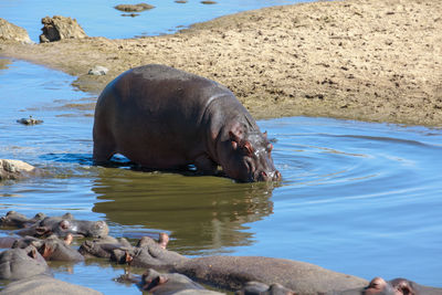 A hippopotamus entering the river