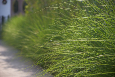 Close-up of plant