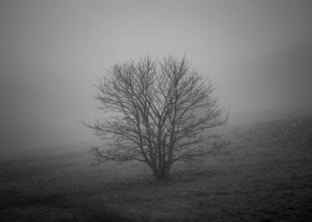 Bare tree on field against sky