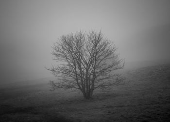 Bare tree on field against sky