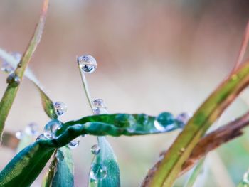 Close-up of raindrops on plant