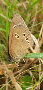 Close-up of butterfly on the ground