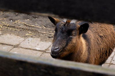 Brown goat behind wooden fence