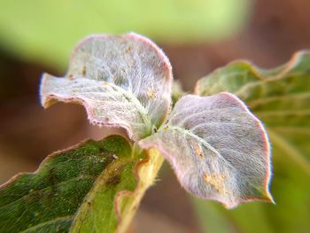 Close-up of green leaves on plant