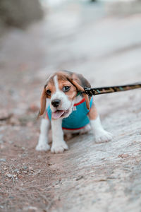 Close-up of dog on street