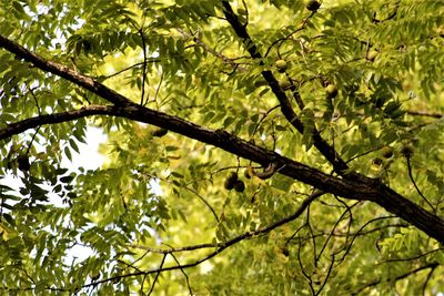 Low angle view of tree against sky