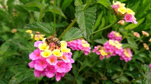 Close-up of honey bee on pink flower