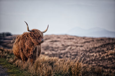 Highland cow in a field