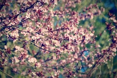 Close-up of flowers on tree