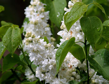 Close-up of white flowers