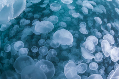 A group of jellyfish in notojima, ishikawa ,japan