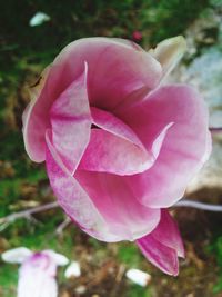 Close-up of pink rose flower