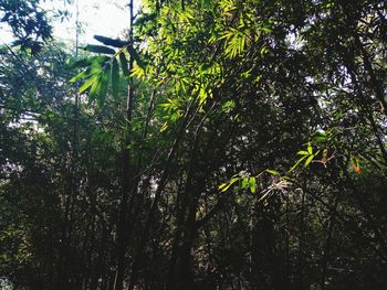 Low angle view of bamboo trees in forest