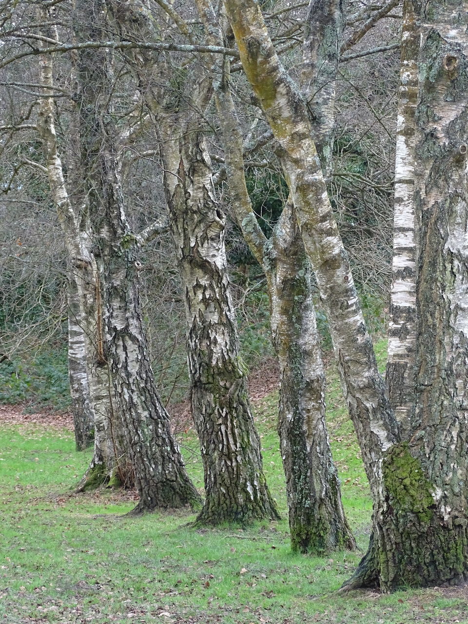 TREES GROWING ON FIELD