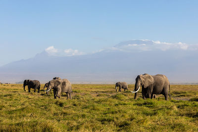 Elephants on field against sky