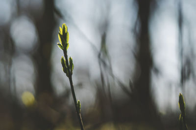 Close-up of flowering plant