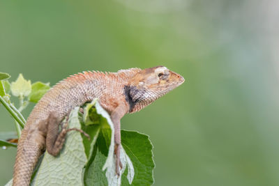 Close-up of lizard