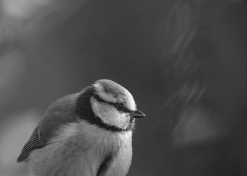 Close-up of bluetit looking away