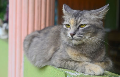 Close-up portrait of a cat