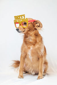 Dog with new year glasses looking away while sitting against white background