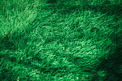 Full frame shot of grass on field