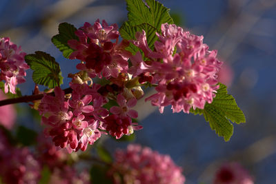 Close-up of pink flowers blooming outdoors