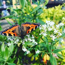 Close-up of butterfly pollinating on flower