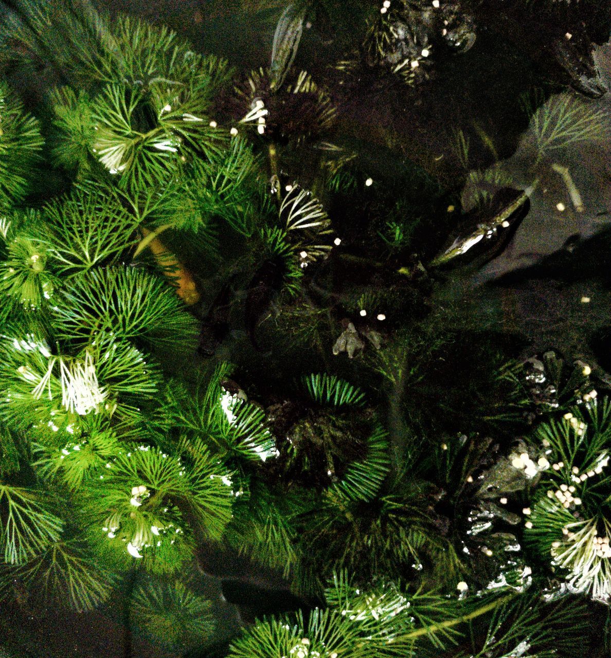 CLOSE-UP OF TREE WITH PINE TREES IN PARK