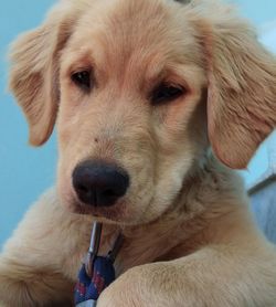 Close-up portrait of golden retriever