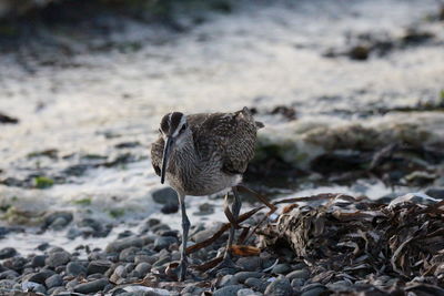 Close-up of a bird on rock