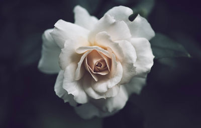 Close-up of white rose