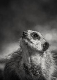 Close-up of meerkat in black and white