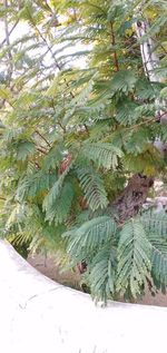 High angle view of tree during winter