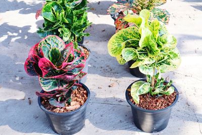 High angle view of potted plant on table