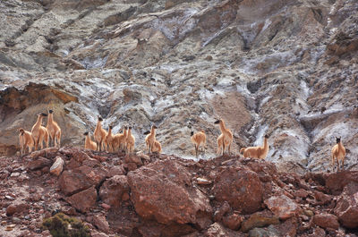 View of birds on rock formation