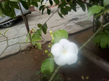 High angle view of white flowering plant