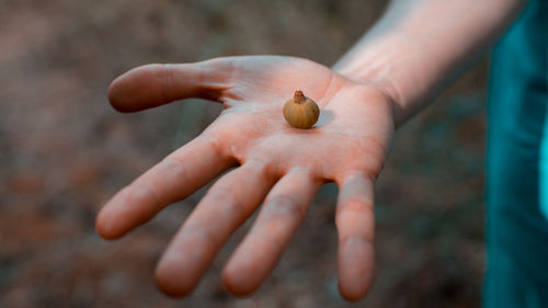 Close-up of hand holding crab