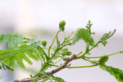 Close-up of plant against sky