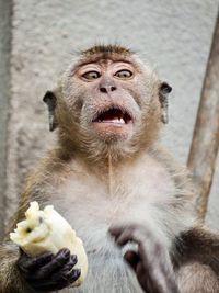 Close-up of monkey holding food