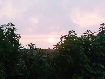 Low angle view of trees against sky during sunset